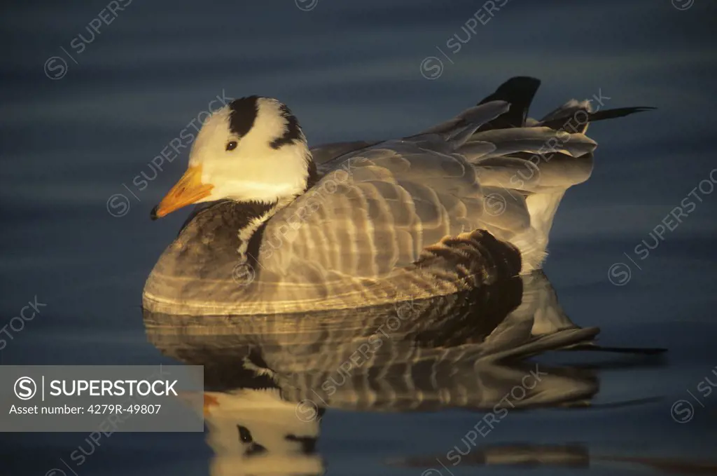 bar-headed goose - in water , Anser indicus