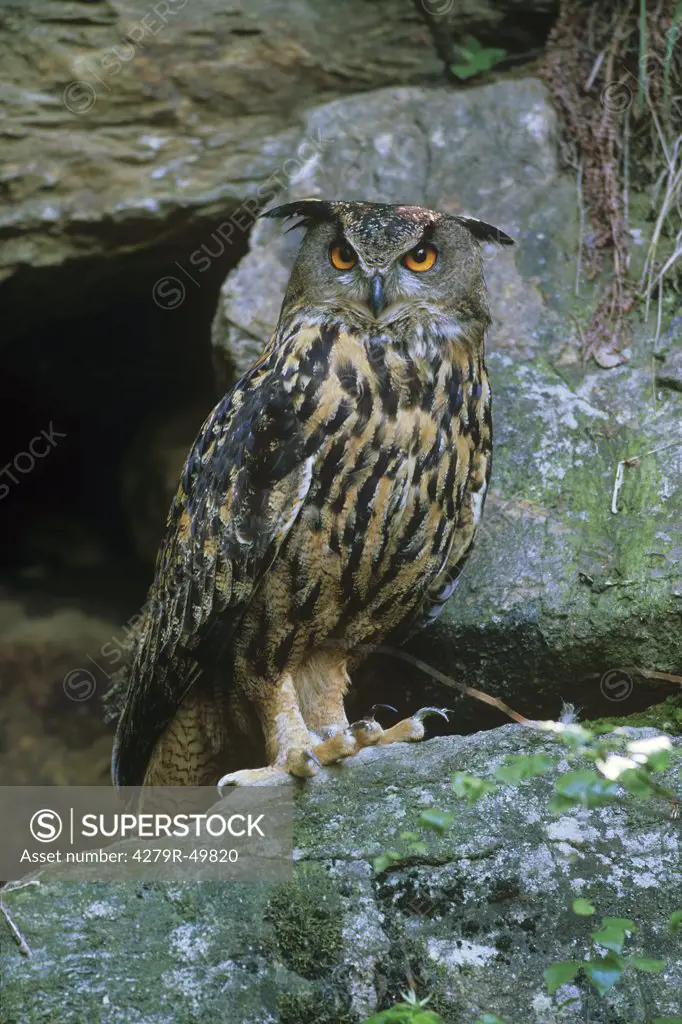eagle owl - standing , Bubo bubo