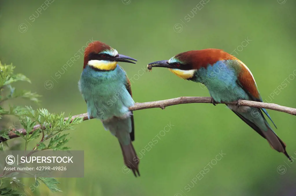 two European bee-eaters on twig , Merops apiaster