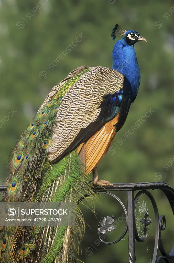 peacock on handrail