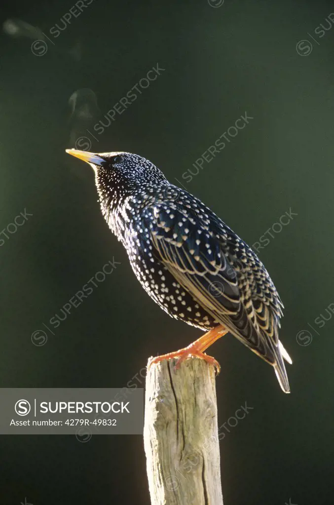 European starling - standing on pole , Sturnus vulgaris