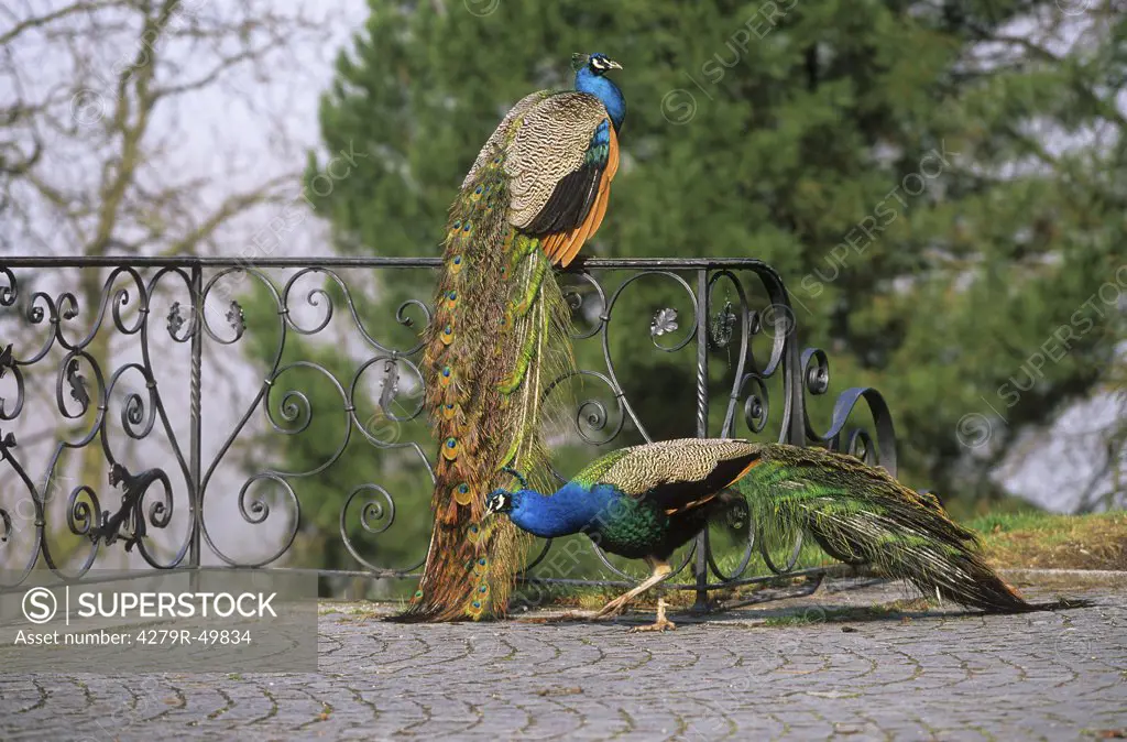 two peacocks