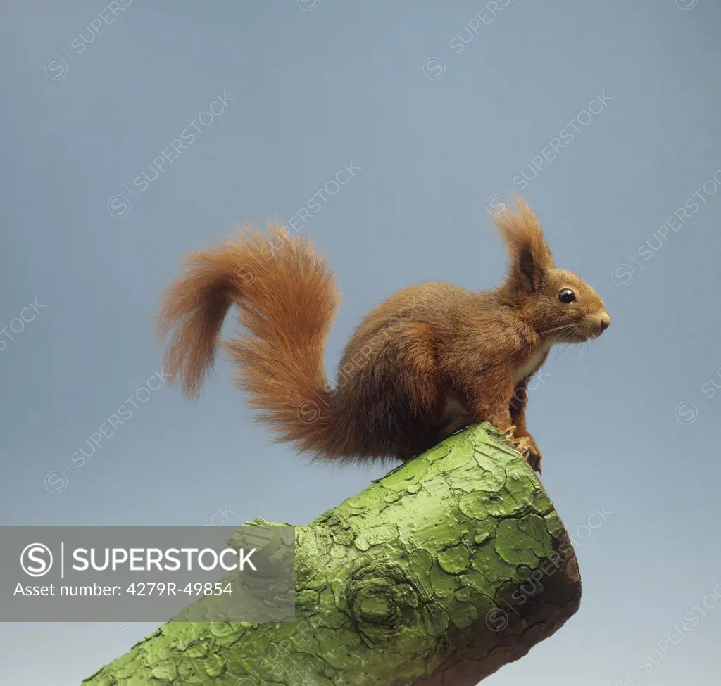 European red squirrel , Sciurus vulgaris
