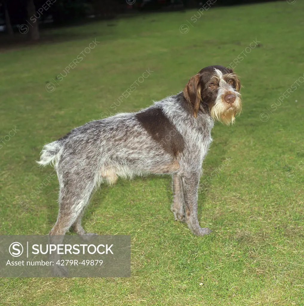 German Wirehaired Pointer - standing on meadow