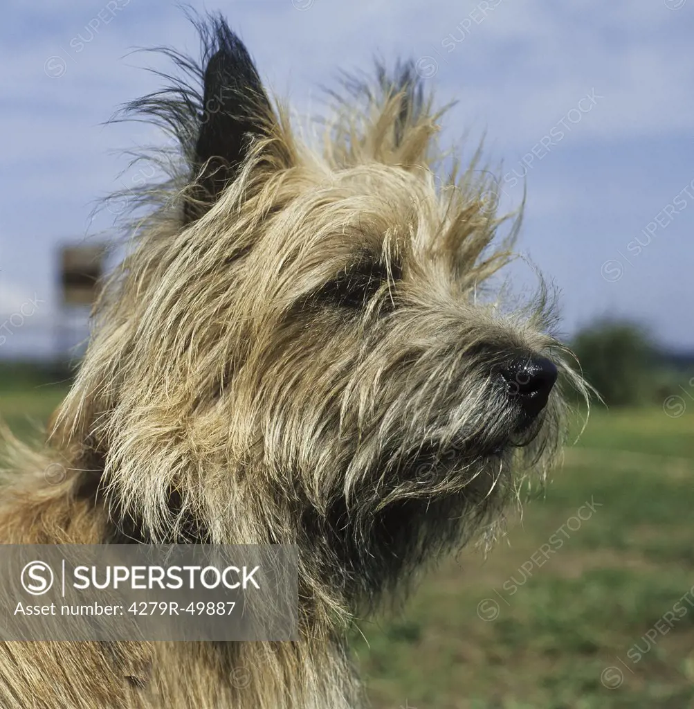 Cairn Terrier - portrait