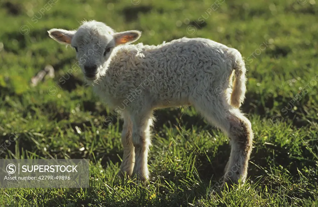 lamb - standing on meadow