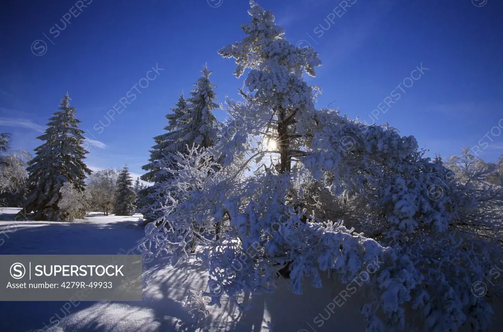 trees - covered with snow