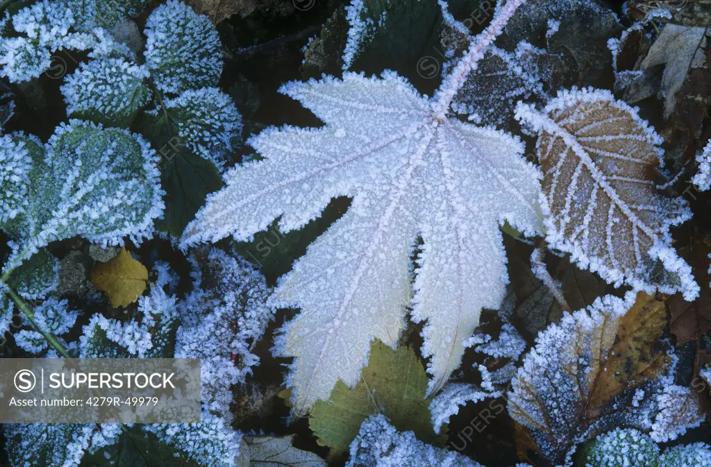 leaves with rime