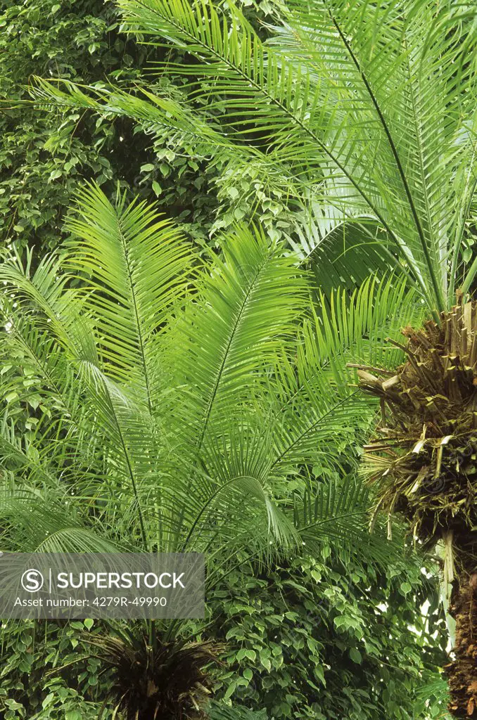 pygmy date palm , Phoenix roebelenii