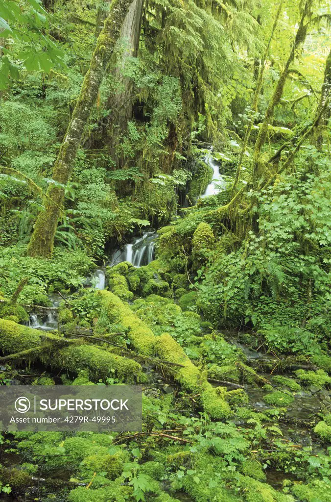 creek - Quinault rain forest
