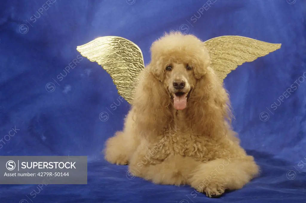 christmas , poodle with angels's wings