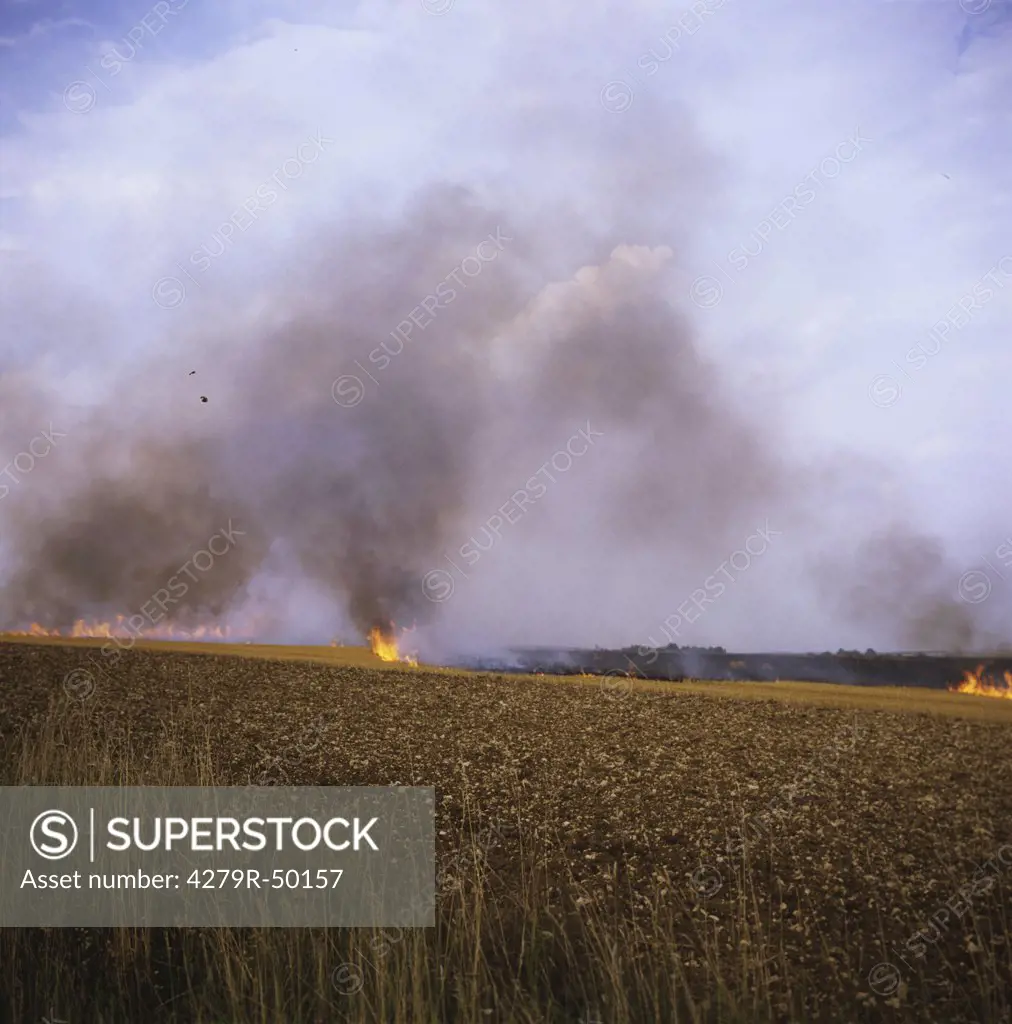 burning down a stubble field