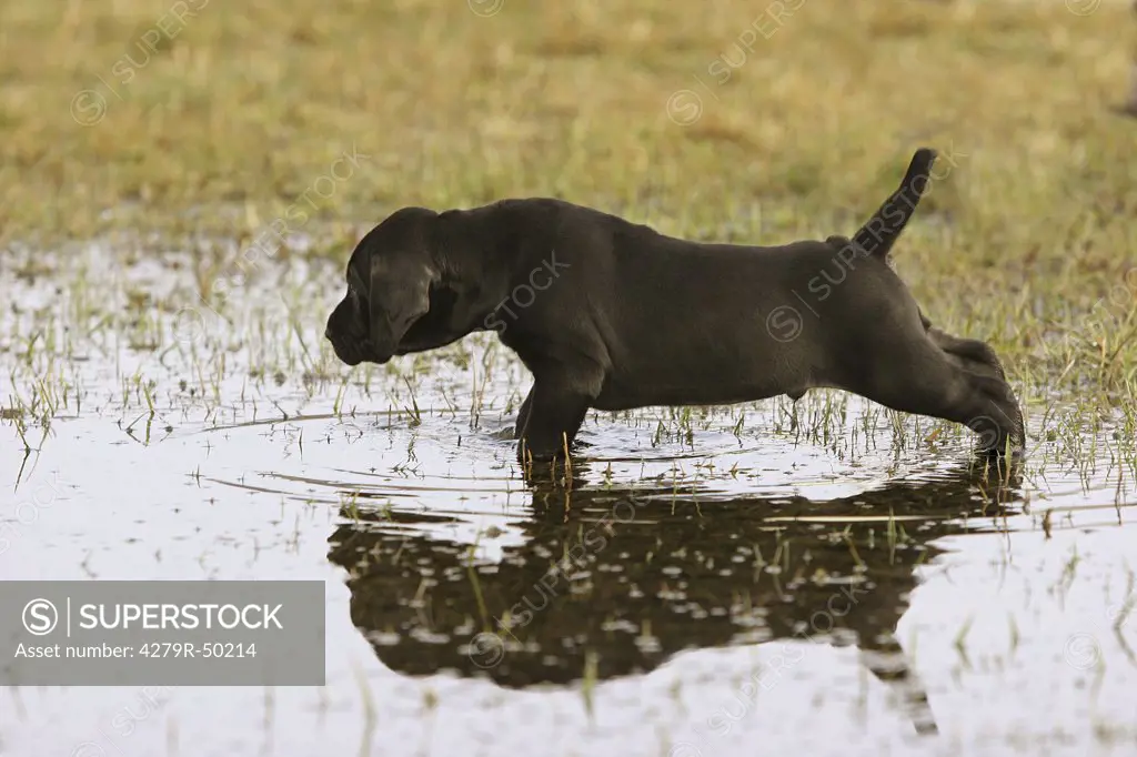 black Labrador puppy - standing in water