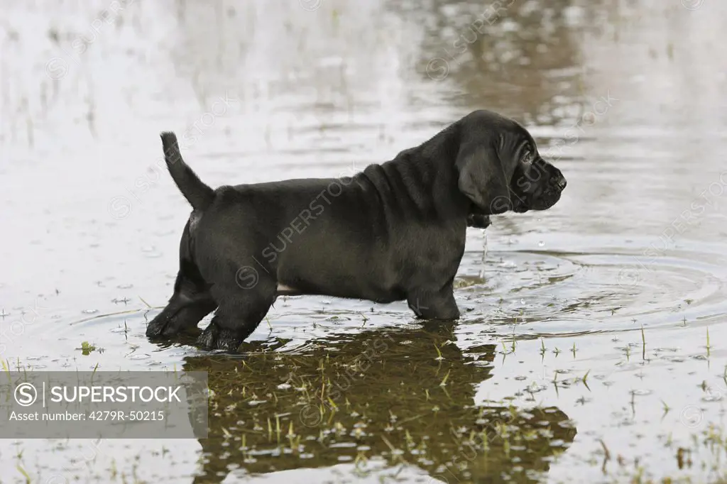 black Labrador puppy standing in water