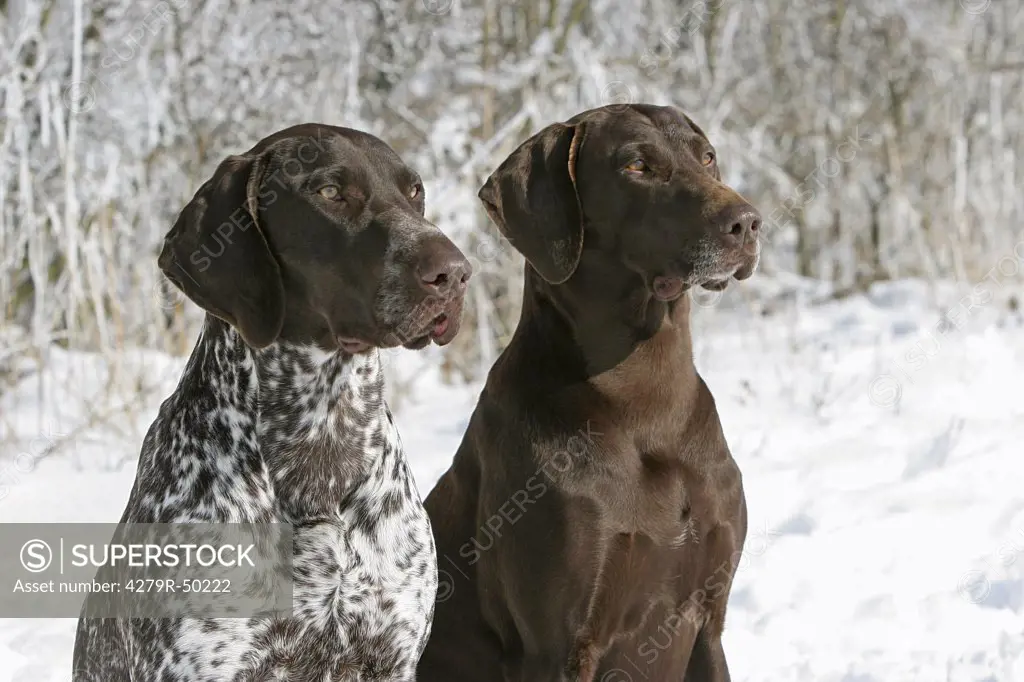 two German Shorthair dogs - portrait
