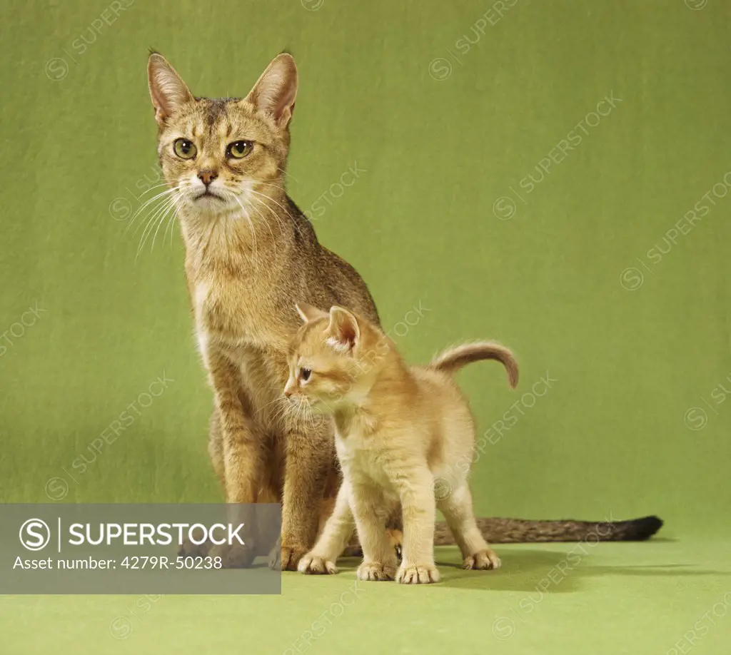 Abyssinian cat and kitten