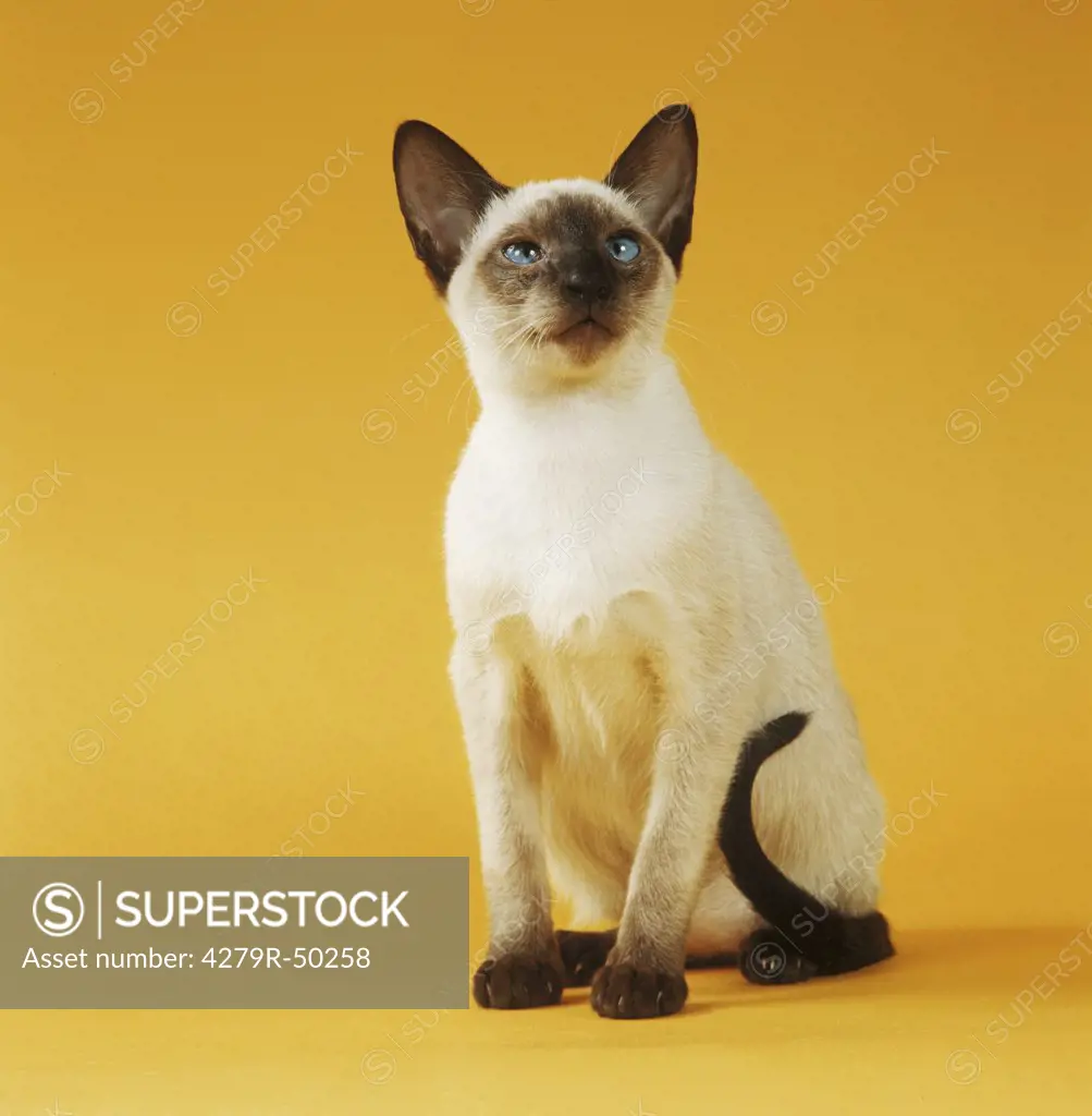 Siamese cat (chocolatepoint) - sitting - cut out