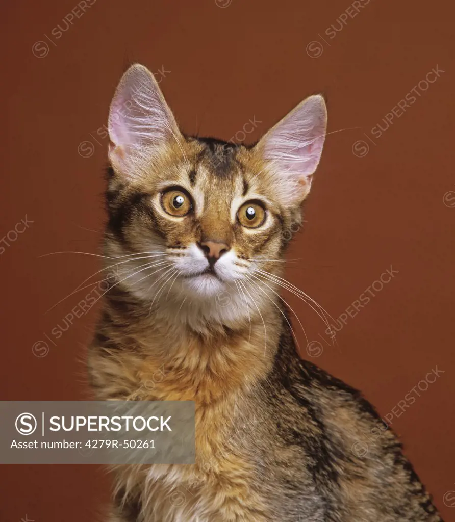 Somali cat - portrait