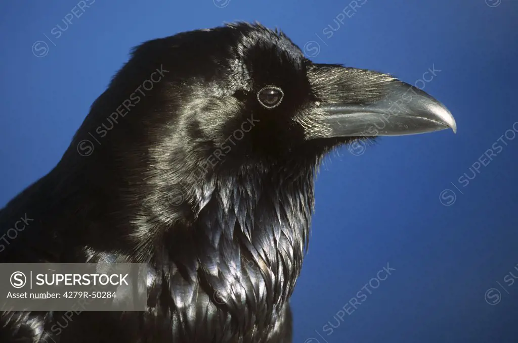 common raven - portrait , Corvus corax