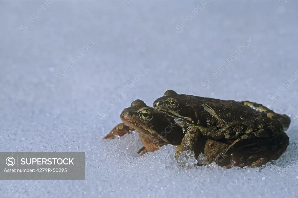 toad migration in snow , Bufo