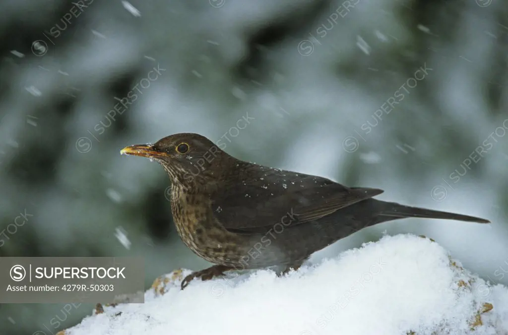 blackbird in snow , Turdus merula