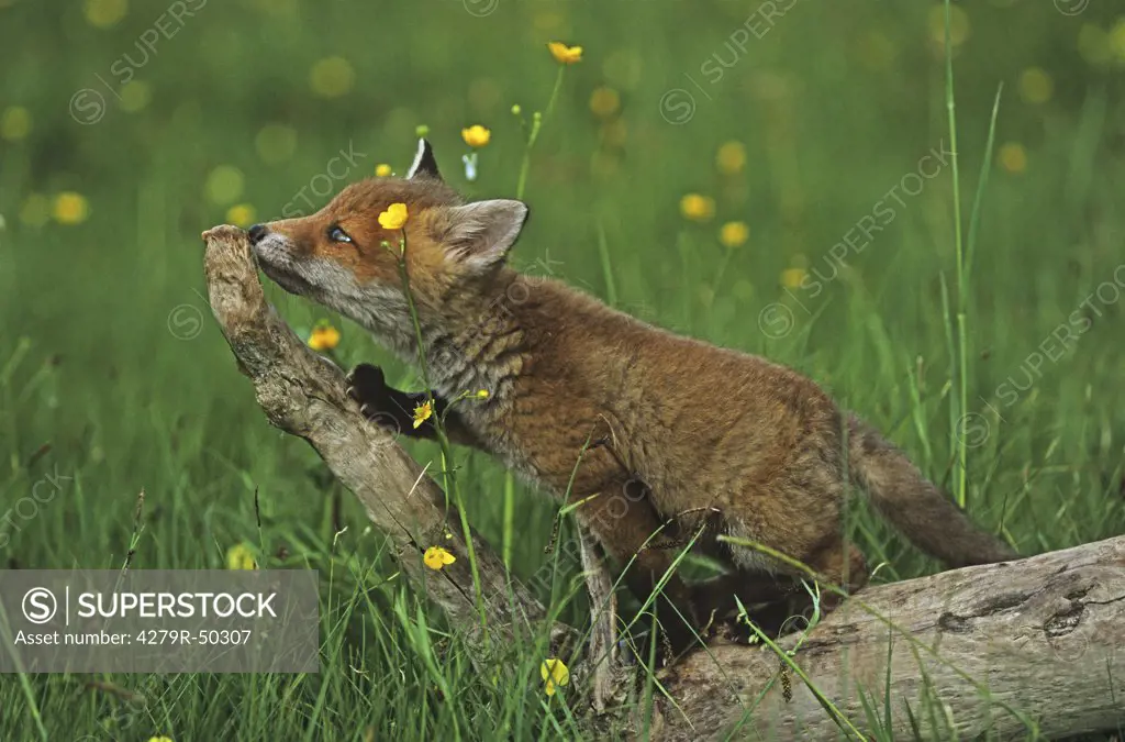 young red fox - at tree trunk , Vulpes vulpes