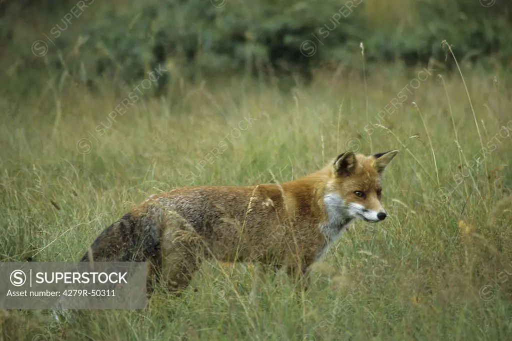 red fox on meadow , Vulpes vulpes
