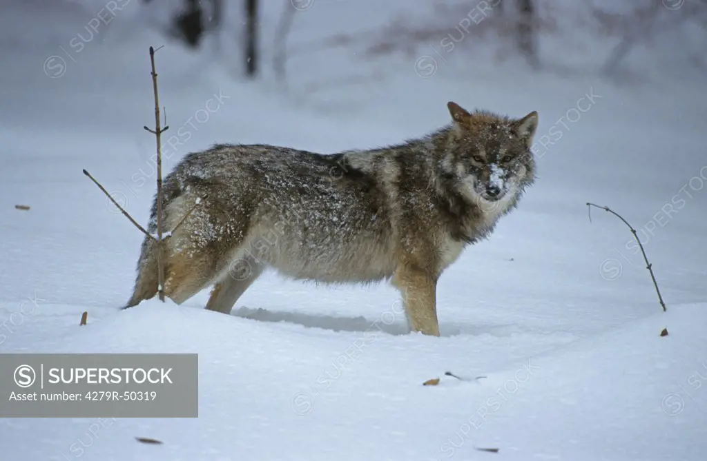 wolf in snow , Canis lupus