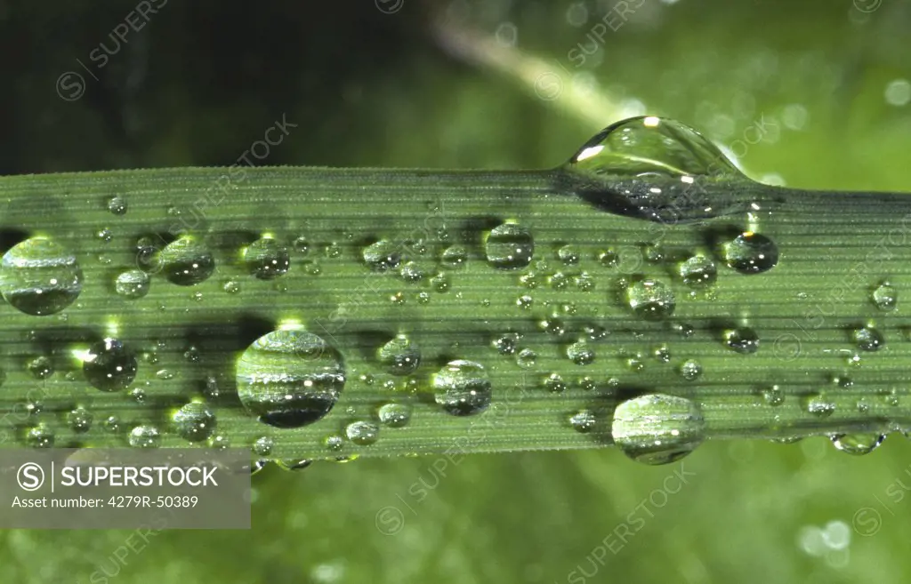 waterdrops on blade of grass