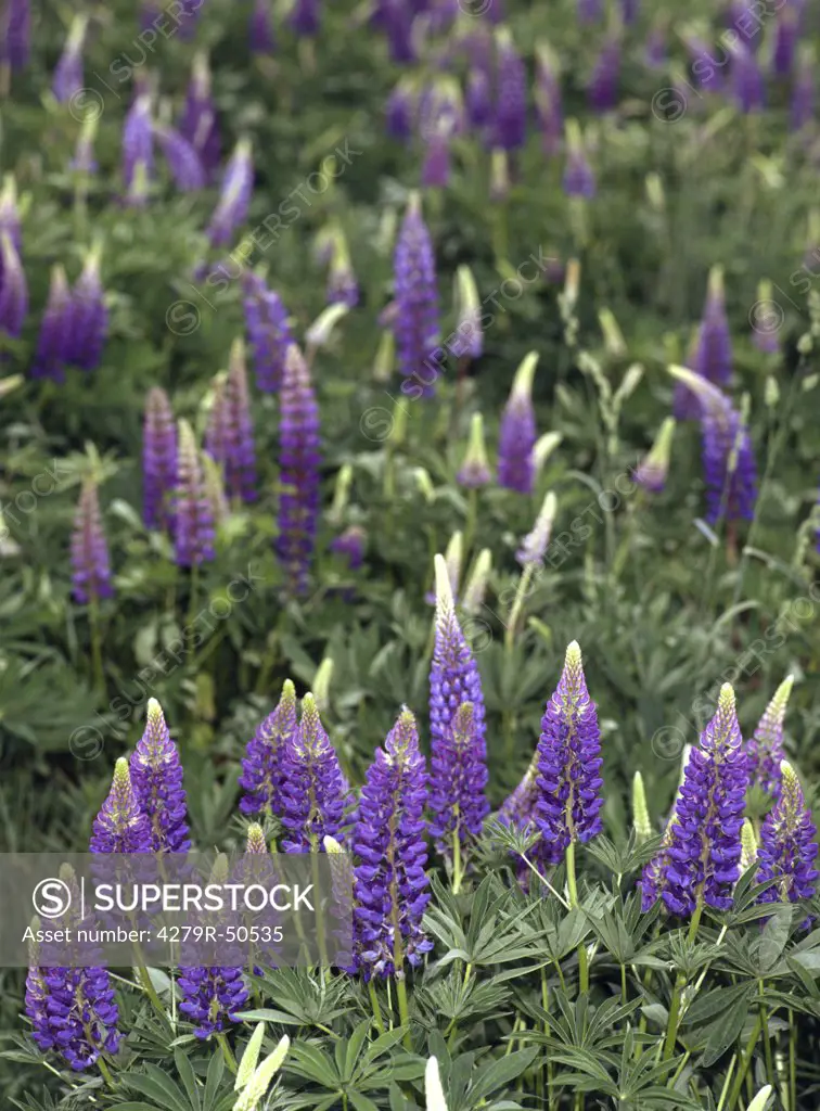lupins - blooming