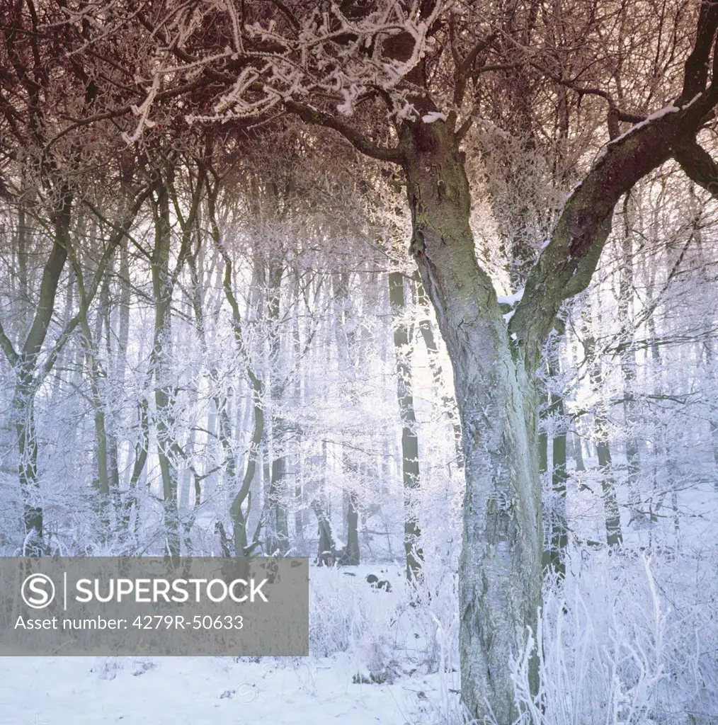 forest - winter
