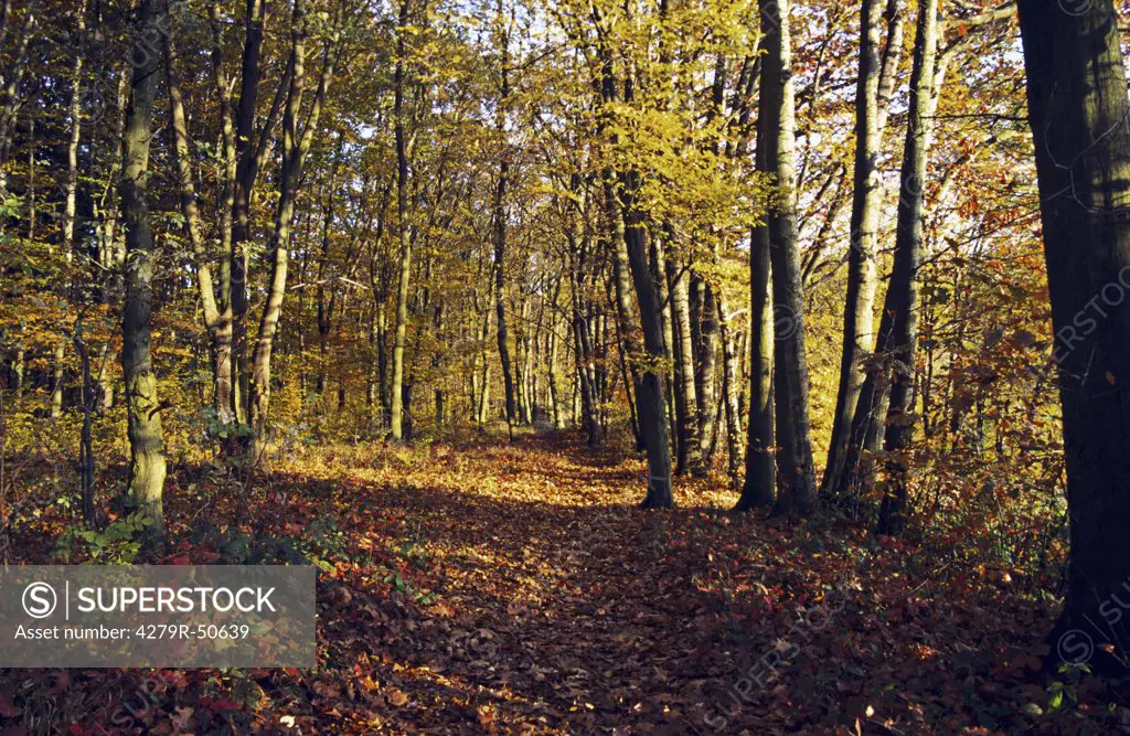 Weg im herbstlichen Laubwald  , road through a forest in autumn