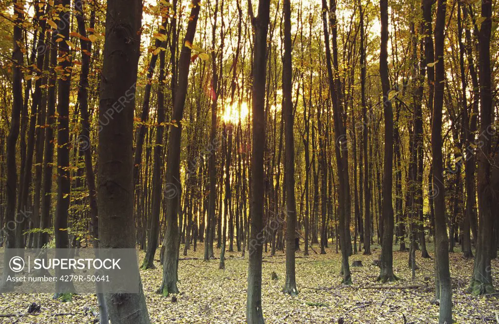 forest - autumn - sundown