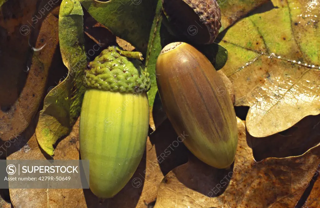 acorns on foliage