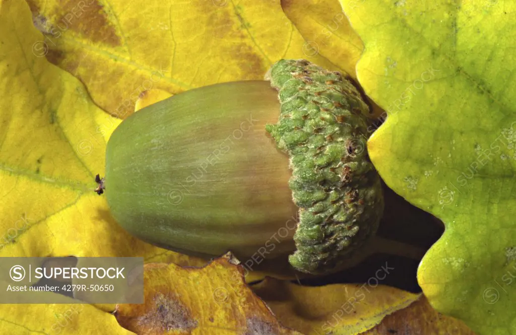 acorn on foliage