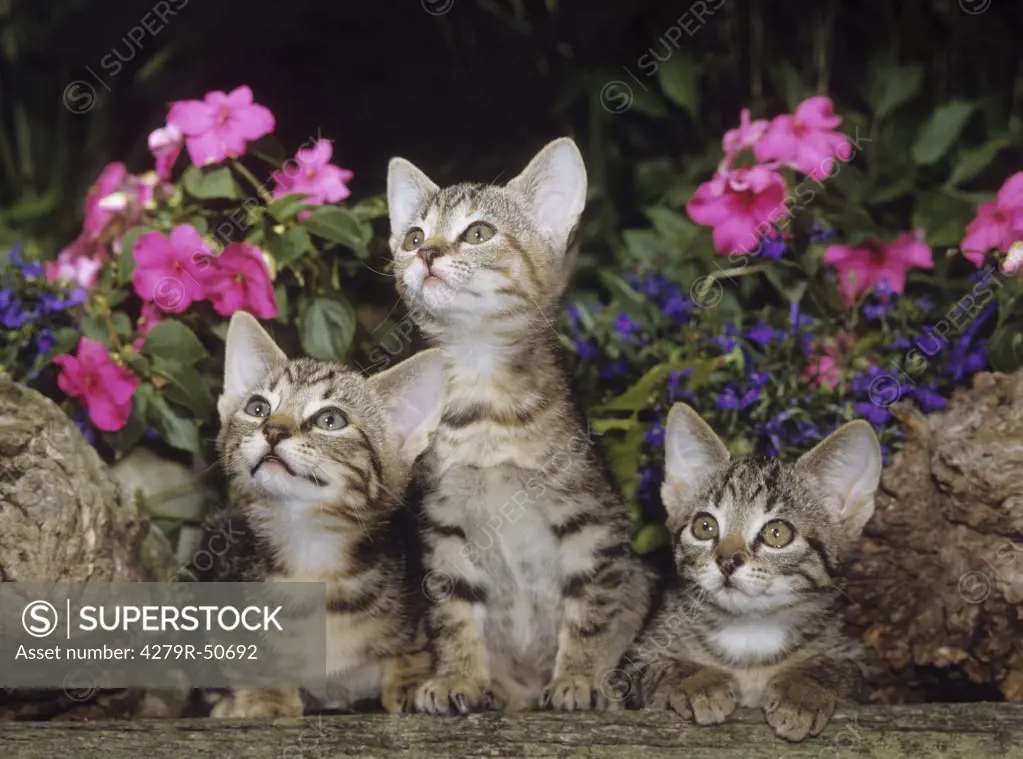 three kittens in front of flowers