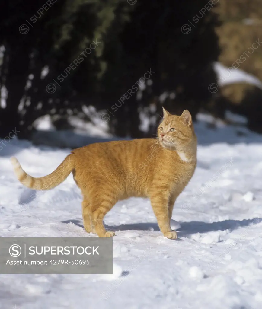 domestic cat - standing in snow