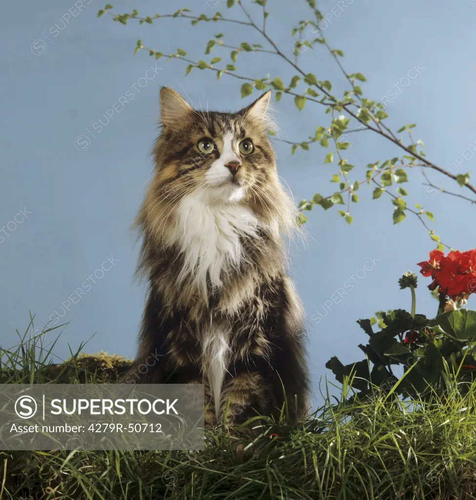 Maine Coon - sitting next to flowers