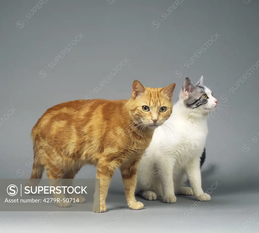 two domestic cats - cut out