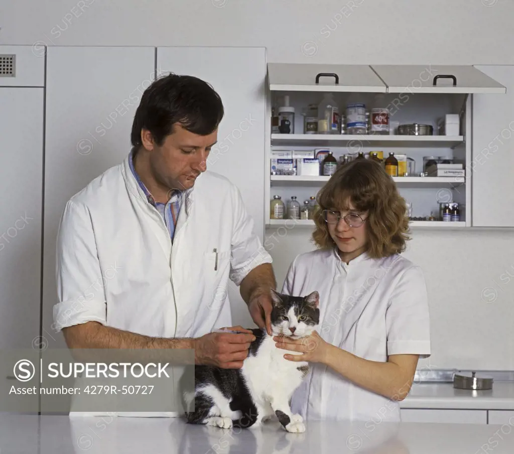 vet , cat getting injection