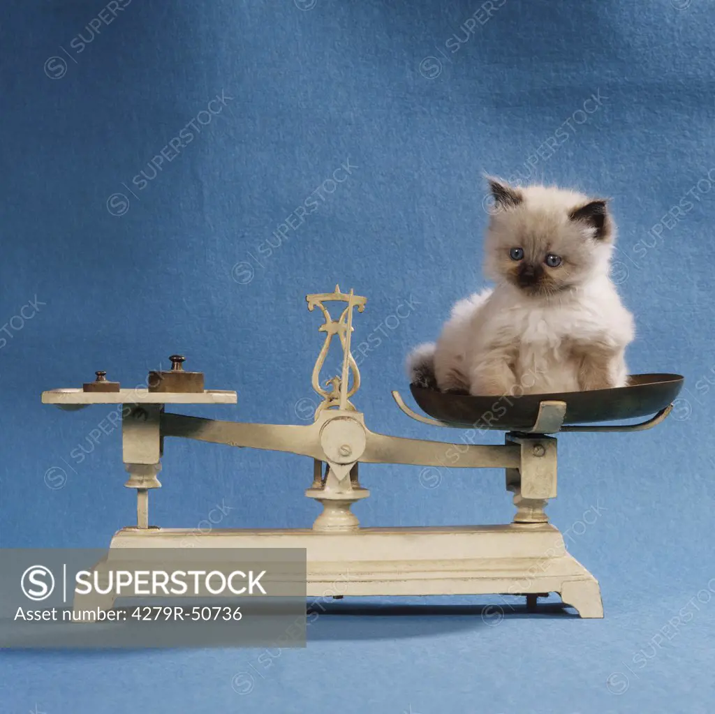 kitten is being weighed