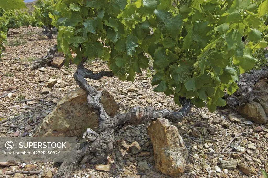 Weinstock Rebstock im steinigen Boden , vine grapevine in stony ground