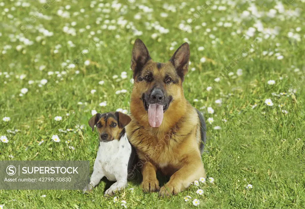 animal friendship , Jack Russell Terrier and German Shepherd dog on meadow
