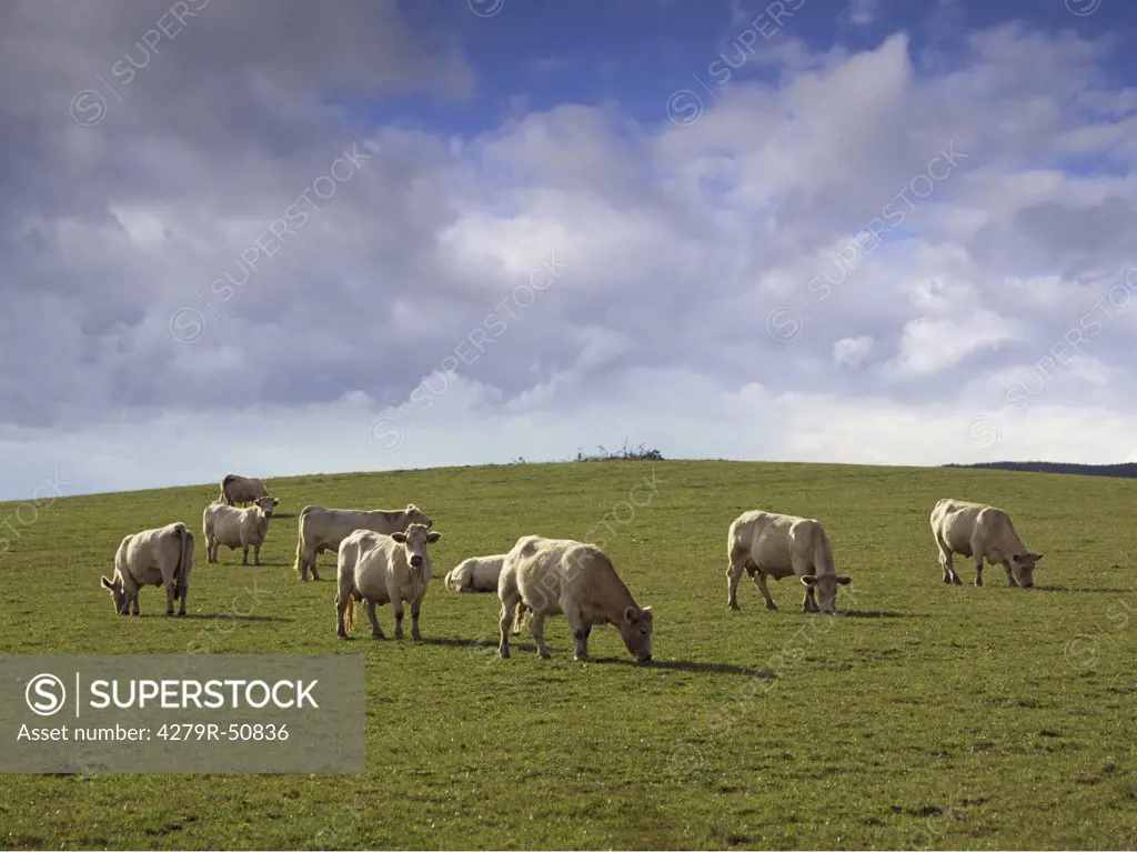 Charolais cattle - on meadow