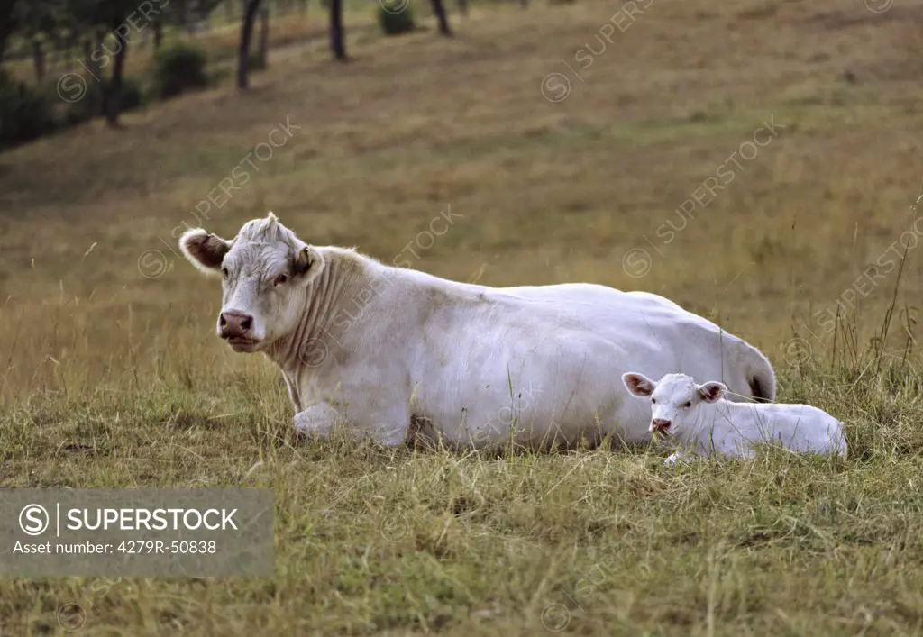 Charolais - cow with calf
