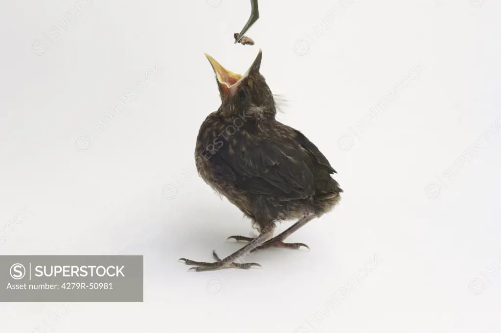 young blackbird , Turdus merula
