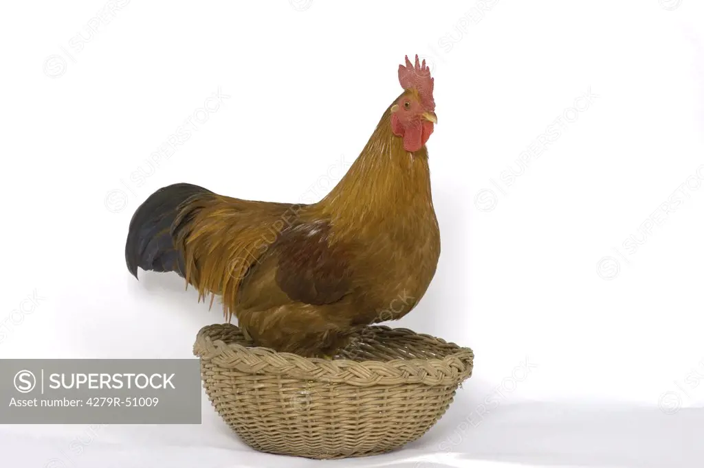 New Hampshire - rooster in basekt