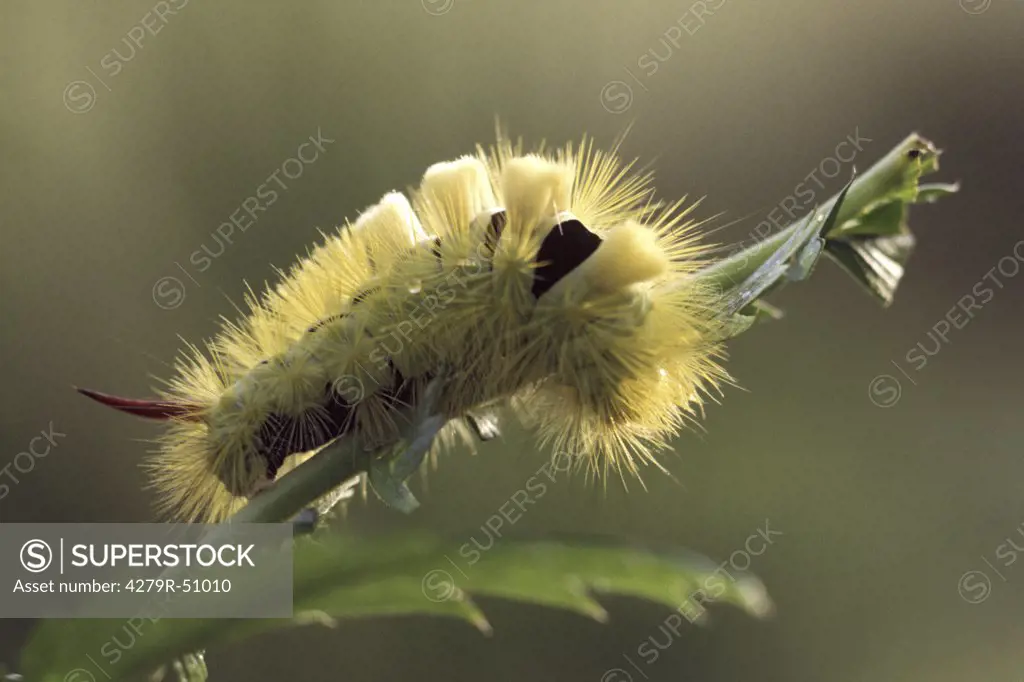 pale tussock - caterpillar , Calliteara pudibunda