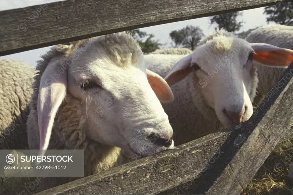 sheep - behind fence