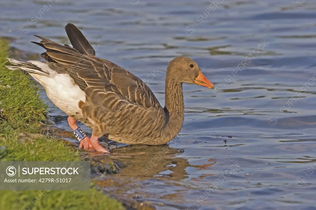 greylag goose - at the shore , Anser anser